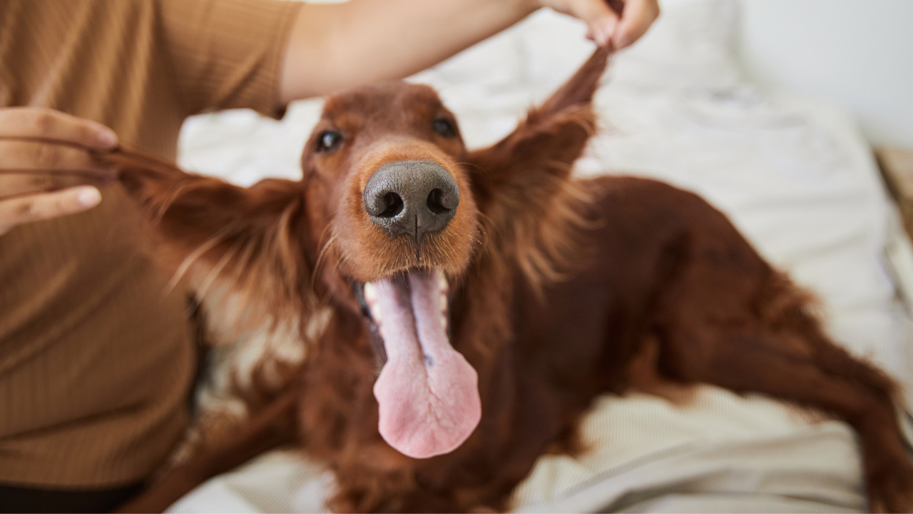 Bugün Uluslararası Köpek Günü: İşte 26 Ağustos’un hikayesi