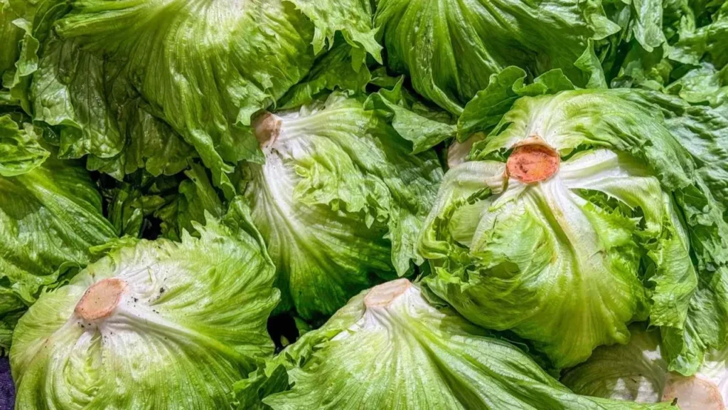 Marul krizi derinleşiyor: Cyclospora salgınında vakalar 20 bini aştı!