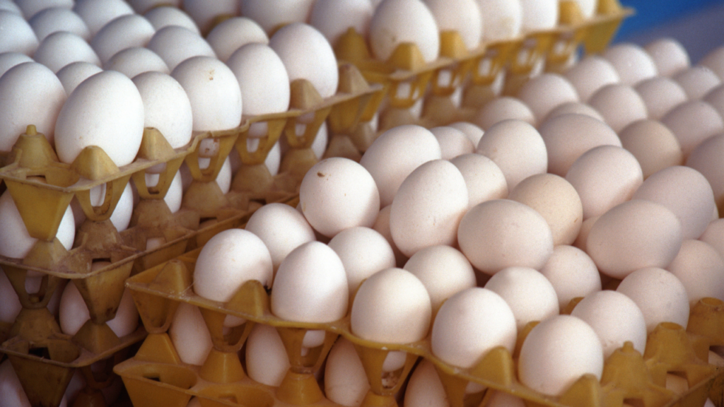 Yumurtalarda salmonella alarmı: 306 kişi hastanelik oldu, 8 ülkeye yayıldı